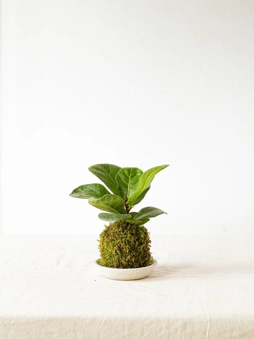 Kokedama thủy tùng